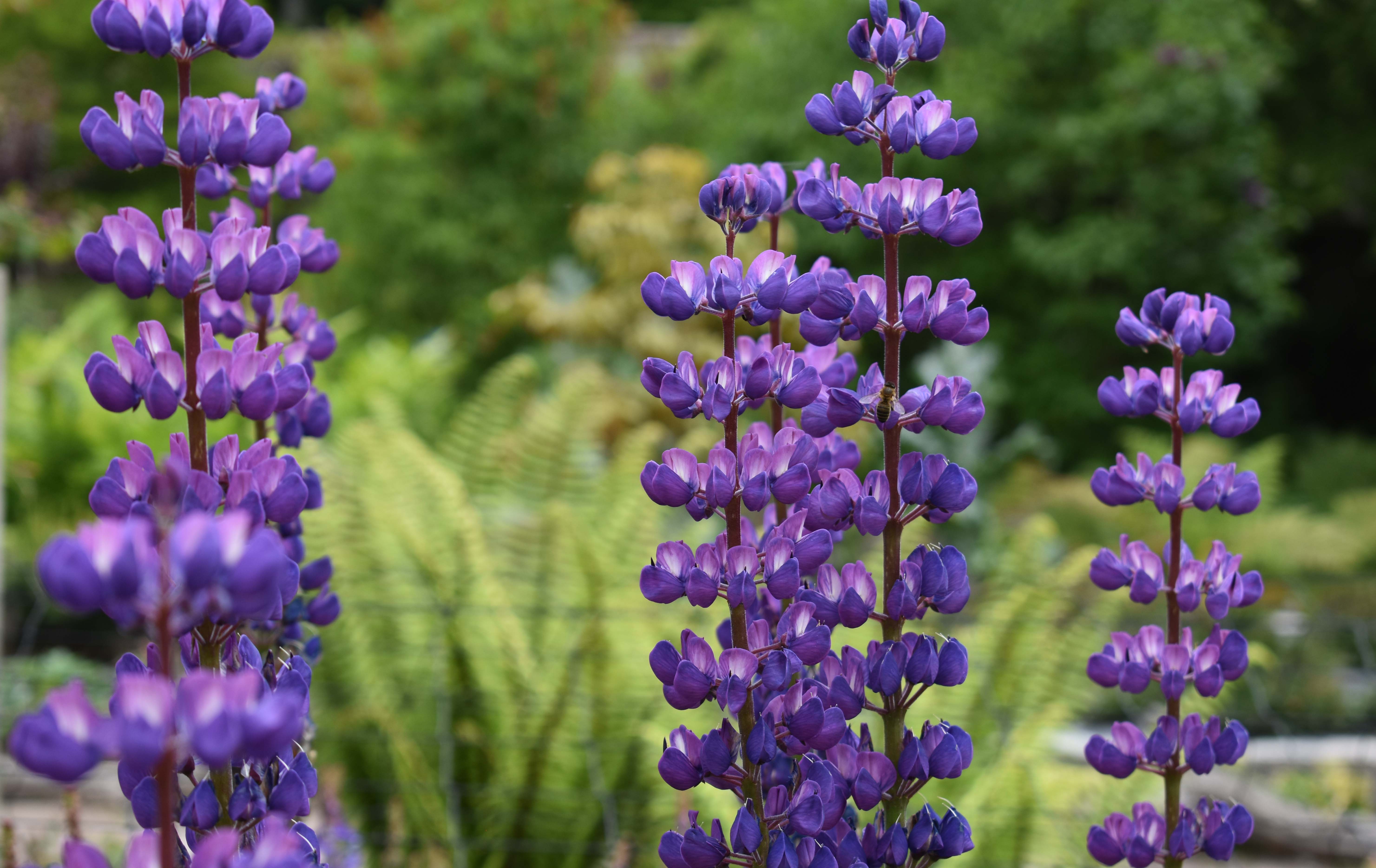 Lovely lupins – Notes from Crathes